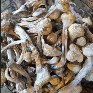 shrooms