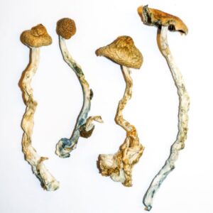 Mazatec Strain magic mushroom.