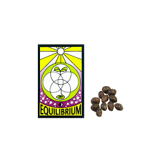 Regular 12pk - Pineapple Sonja